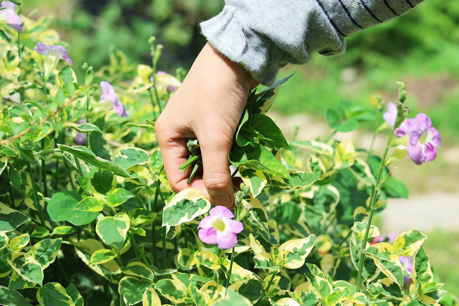 四季香草豐收日